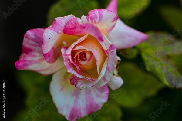 Obraz candy cane rose spreading out its petals 