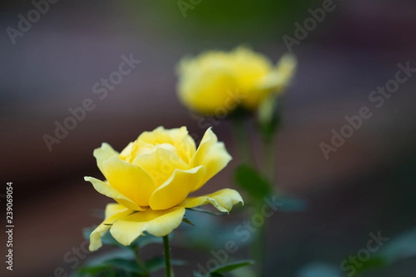 Obraz yellow flower with one behind it