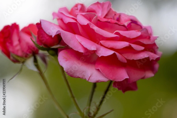 Obraz one bloom and 2 not bloomed flowers 