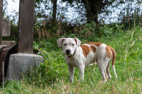 Obraz young american staff