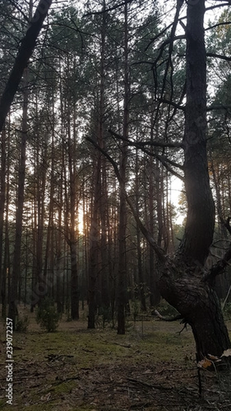 Obraz trees in the dark forest