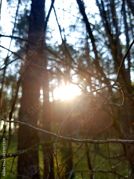 Obraz sunset in the forest