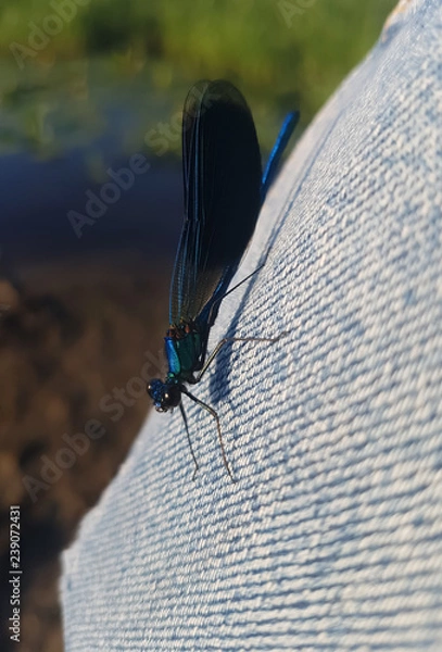 Obraz dragonfly on hand