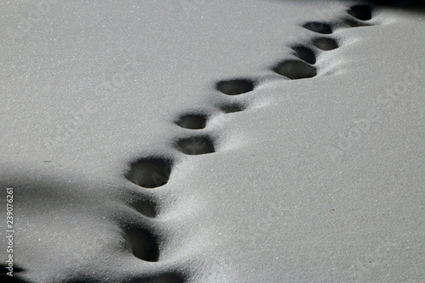 Fototapeta tracks in snow
