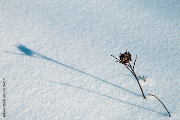 Fototapeta white snow