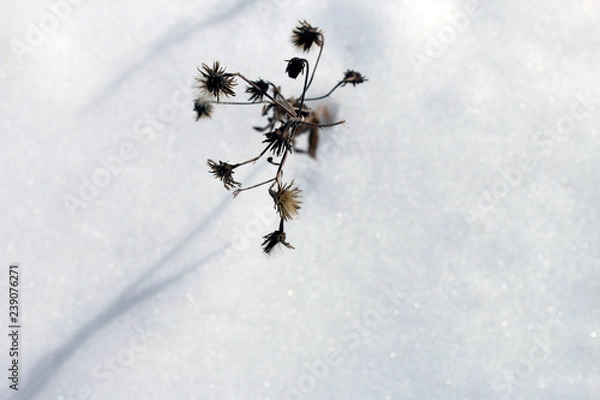 Fototapeta winter plant