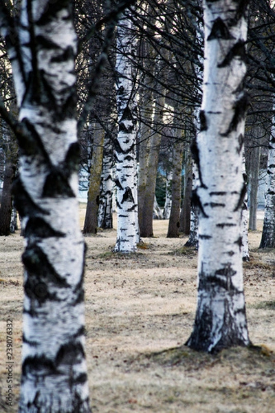 Fototapeta tree trunks in the forest