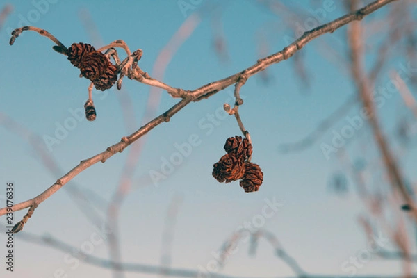 Obraz berries in winter