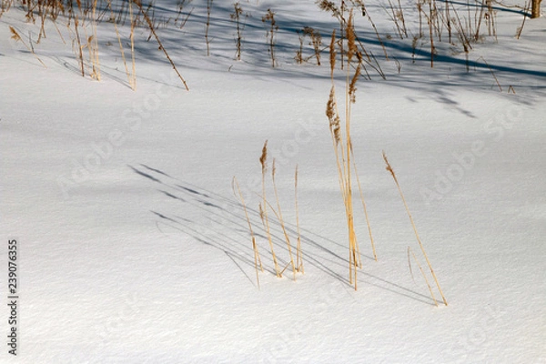 Fototapeta grass in the snow