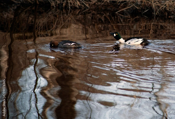 Fototapeta two ducks in a pond