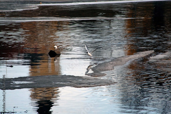 Obraz seagulls in water