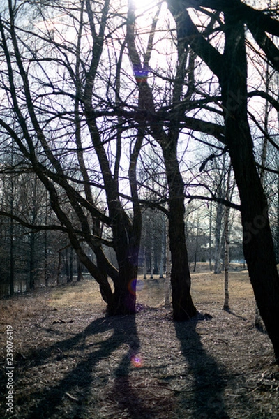 Obraz sunset in the forest