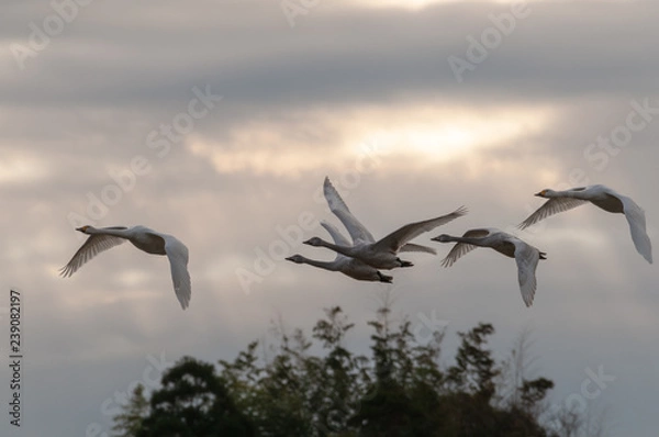 Obraz 朝日の光芒と白鳥