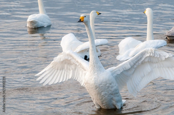 Obraz 羽を広げる白鳥