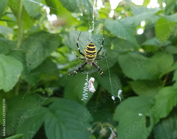 Obraz spider on web
