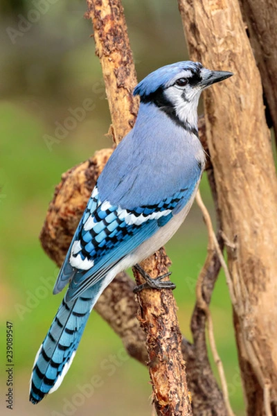 Obraz Blue Jay