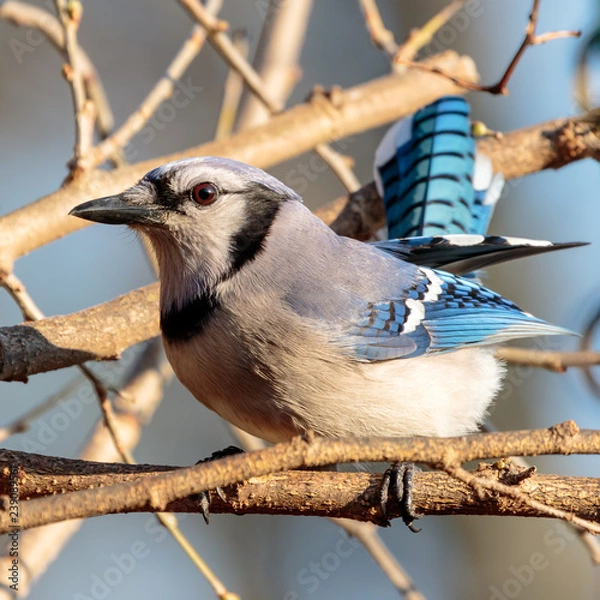 Obraz Blue Jay
