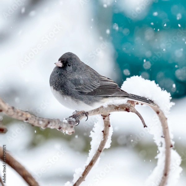 Obraz Dark Eyed Junco