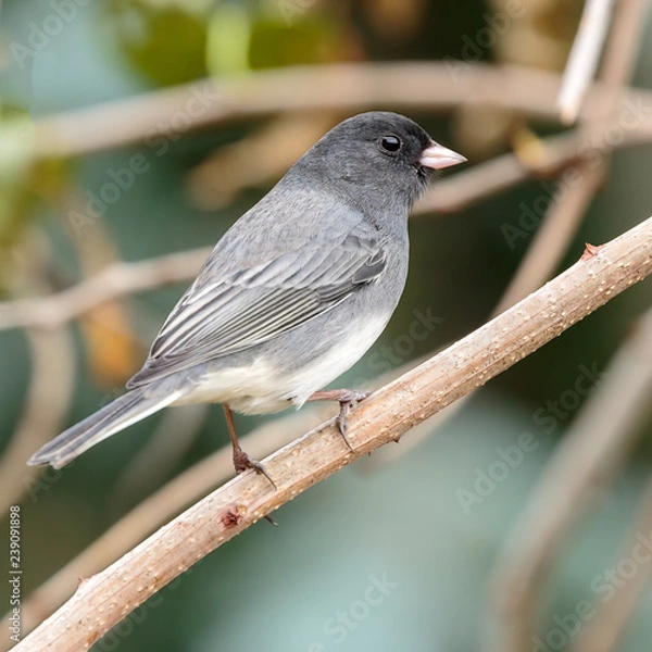 Obraz Dark Eyed Junco