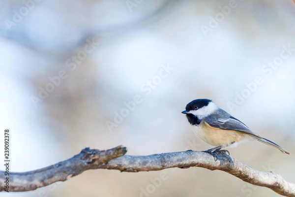 Obraz Black Capped Chickadee