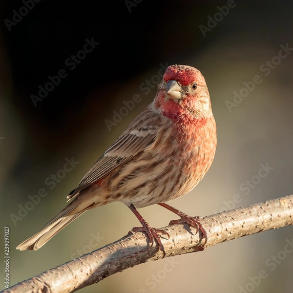 Obraz House Finch