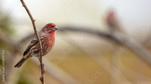 Obraz House Finch