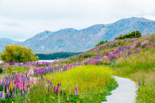 Fototapeta Beautiful Lupins flower around Lake Tekapo area, New Zealand.