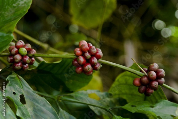 Obraz coffee beans
