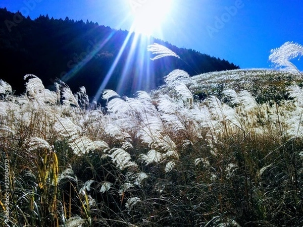 Fototapeta Miscanthus sinensis　ススキ