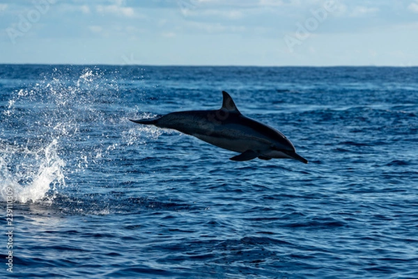 Obraz イルカ＠小笠原マッコウ海域