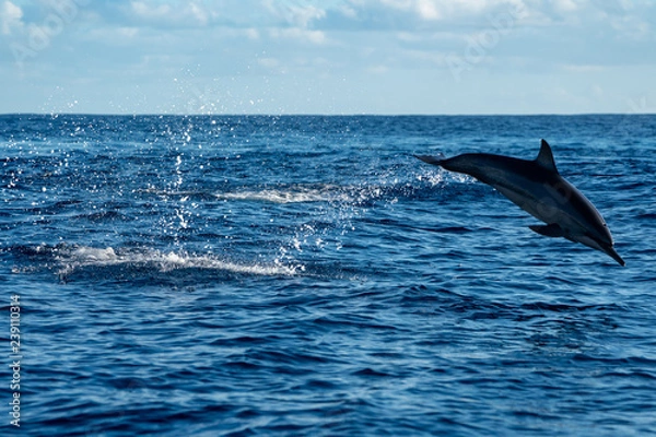 Obraz イルカ＠小笠原マッコウ海域