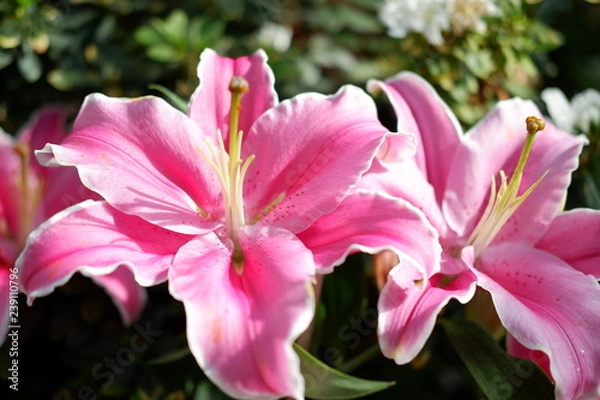 Obraz lily flower background