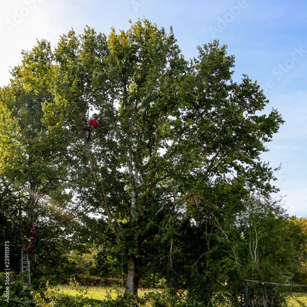 Fototapeta élagage des arbres