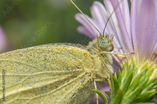 Obraz Бабочка