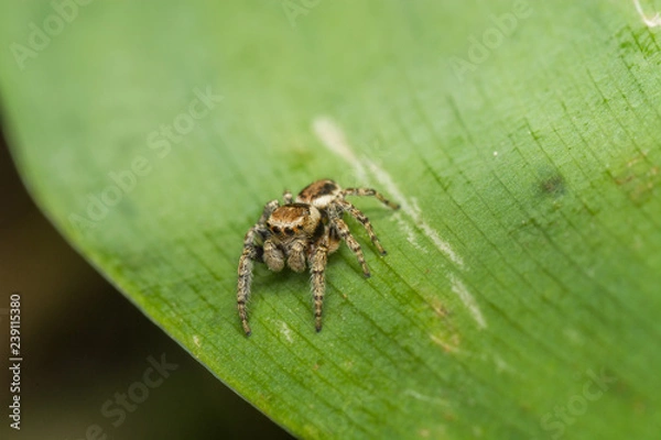 Obraz Паук-скакун