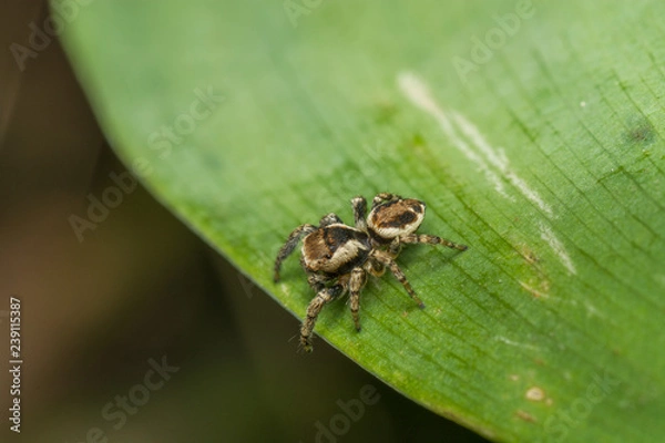 Obraz Паук-скакун