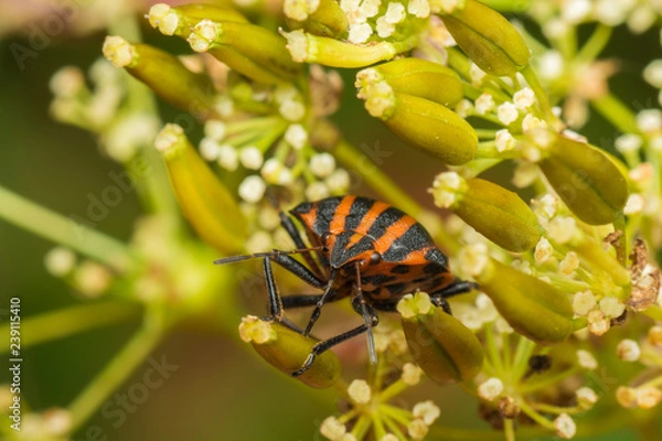 Fototapeta beetle on a flower