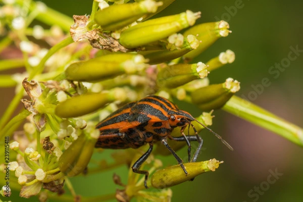 Fototapeta state potato beetle