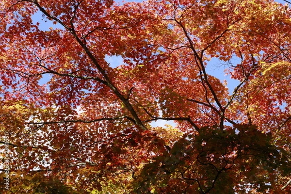 Fototapeta 紅葉