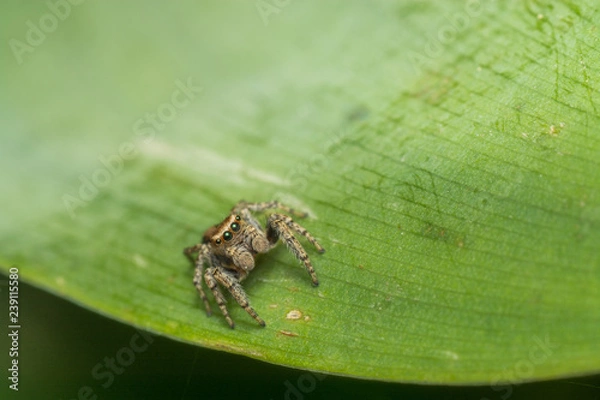 Obraz Паук-скакун