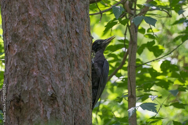 Fototapeta Черный дятел