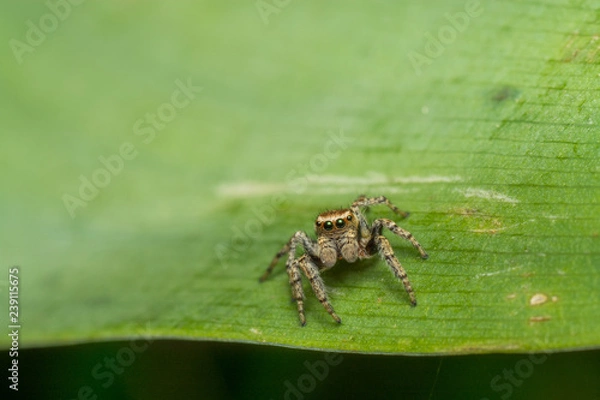 Obraz Паук-скакун
