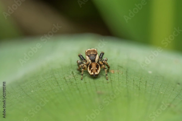 Obraz Паук-скакун