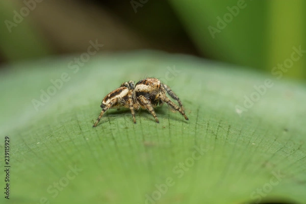 Fototapeta Паук-скакун