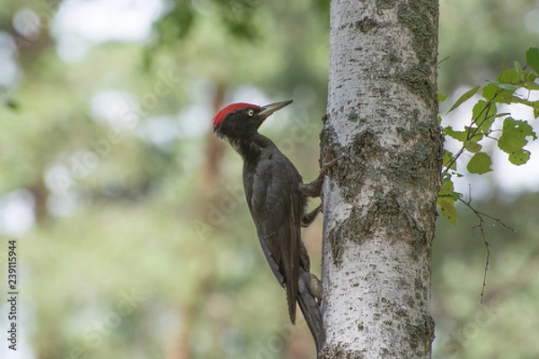 Obraz Черный дятел