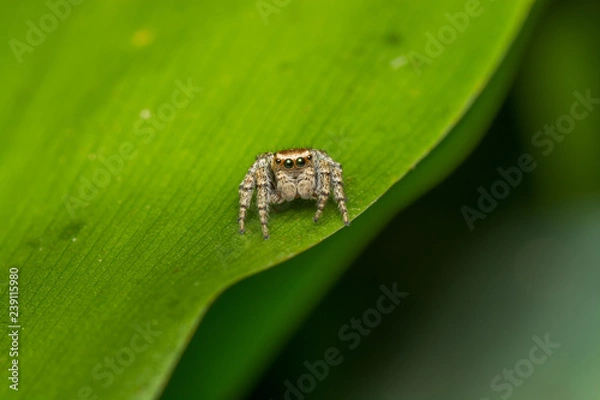 Obraz Паук-скакун
