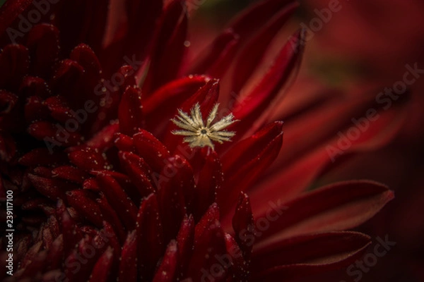 Fototapeta red flower macro