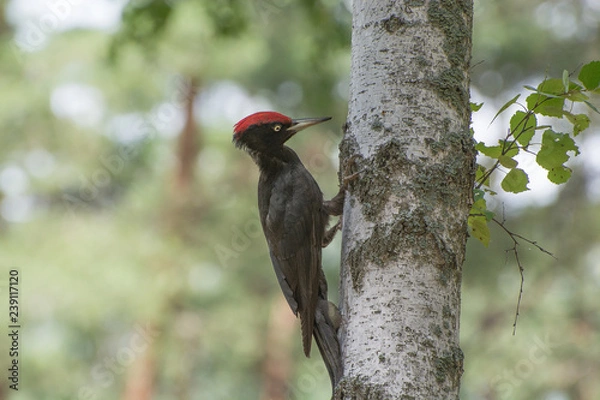 Obraz Черный дятел