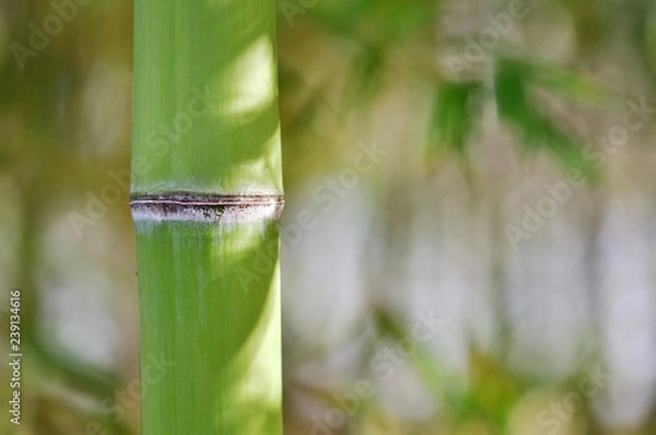 Fototapeta 朝の竹林