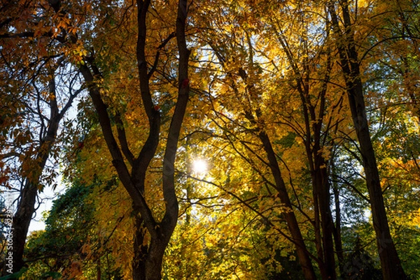 Fototapeta Autumn in the forest